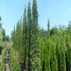 Italiaanse Cypres (Cupressus Sempervirens 'Stricta') -Tuin Stek Verkoop cupressus sempervirens stricta 250 300 c70
