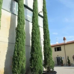 Italiaanse Cypres (Cupressus Sempervirens 'Stricta') -Tuin Stek Verkoop cupressus sempervirens stricta 2