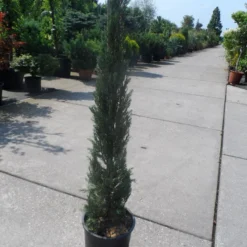 Italiaanse Cypres (Cupressus Sempervirens 'Stricta') -Tuin Stek Verkoop cupressus sempervirens stricta 80 100 125 c10