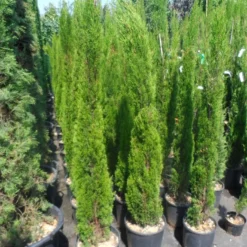 Italiaanse Cipres (Cupressus Sempervirens 'Totem') -Tuin Stek Verkoop cupressus sempervirens totem 125 150 175