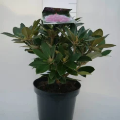 Dwergrhododendron (Rhododendron 'Dreamland') -Tuin Stek Verkoop dreamland c4 voor