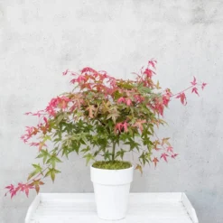 Japanse Esdoorn (Acer Palmatum 'Beni-maiko') -Tuin Stek Verkoop dsc 8150benimaiko