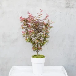 Japanse Esdoorn (Acer Palmatum 'Shaina') 10 Japanse Esdoorn (Acer Palmatum 'Shaina') -Tuin Stek Verkoop dsc 8156