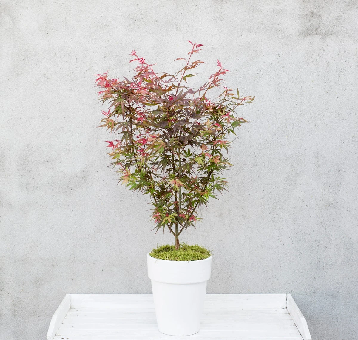 Japanse Esdoorn (Acer Palmatum 'Shaina') 4 Japanse Esdoorn (Acer Palmatum 'Shaina') - Afbeelding 4