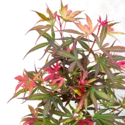 Japanse Esdoorn (Acer Palmatum 'Shaina') 9 Japanse Esdoorn (Acer Palmatum 'Shaina') -Tuin Stek Verkoop dsc 8195