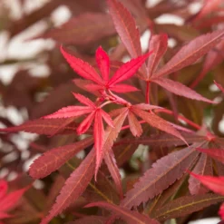 Japanse Esdoorn (Acer Palmatum 'Shaina')