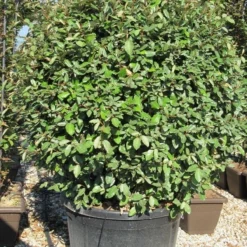 Olijfwilg Als Bol (Elaeagnus Ebbingei 'Compacta') -Tuin Stek Verkoop elaeagnus ebbingei 100 110 bol
