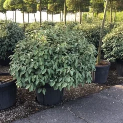 Olijfwilg Als Bol (Elaeagnus Ebbingei 'Compacta') -Tuin Stek Verkoop elaeagnus ebbingei 100cm bol