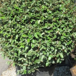 Olijfwilg Als Bol (Elaeagnus Ebbingei 'Compacta') -Tuin Stek Verkoop elaeagnus ebbingei bol 2