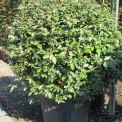 Olijfwilg Als Bol (Elaeagnus Ebbingei 'Compacta') -Tuin Stek Verkoop elaeagnus ebbingei bol 3