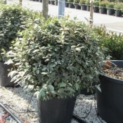 Olijfwilg Als Bol (Elaeagnus Ebbingei 'Compacta') -Tuin Stek Verkoop elaeagnus ebbingei bol 70 cm
