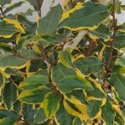 Olijfwilg (Elaeagnus Ebbingei 'Viveleg') -Tuin Stek Verkoop elaeagnus ebbingei viveleg week 4 2021 detail 1600x1200 1 2