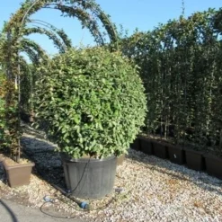 Olijfwilg Als Bol (Elaeagnus Ebbingei 'Compacta') -Tuin Stek Verkoop eleagnus ebbingei bol 110 cm