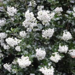Escallonia (Escallonia 'Iveyi')