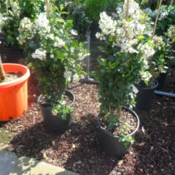 Escallonia (Escallonia 'Iveyi') -Tuin Stek Verkoop escallonia iveyi c10