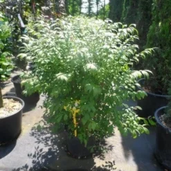 Kardinaalshoed (Euonymus Alatus 'Compactus') 19 Kardinaalshoed (Euonymus Alatus 'Compactus') -Tuin Stek Verkoop euonymus alatus compactus 80 100 c18