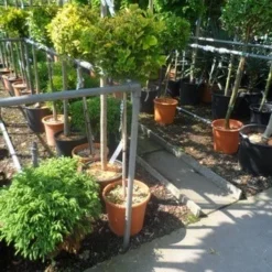 Kardinaalshoed Op Stam (Euonymus Japonicus 'Aureus') -Tuin Stek Verkoop euonymus japonicus aureus 80stam c20