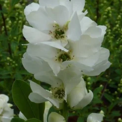 Exochorda (Exochorda Macrantha 'The Bride') -Tuin Stek Verkoop exochorda 1 2
