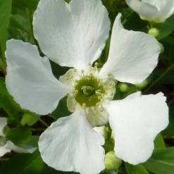 Exochorda (Exochorda Macrantha 'The Bride') -Tuin Stek Verkoop exochorda 2