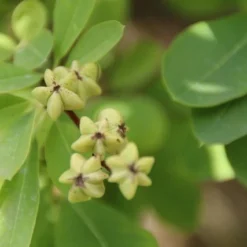 Exochorda (Exochorda Macrantha 'The Bride') -Tuin Stek Verkoop exochorda macrantha the bride 1