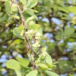 Exochorda (Exochorda Macrantha 'The Bride') -Tuin Stek Verkoop exochorda macrantha the bride 2