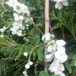 Exochorda (Exochorda Macrantha 'The Bride') -Tuin Stek Verkoop exochorda the bride