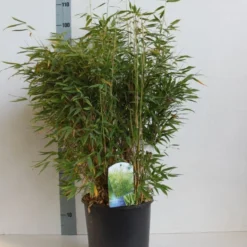 Niet Woekerende Bamboe (Fargesia Murieliae) -Tuin Stek Verkoop fargeisa murieliae 60 80 cm co. 10l kopie kopie kopie