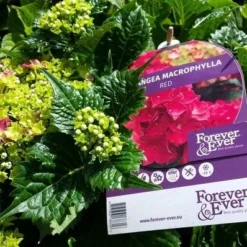 Hortensia Rood (Hydrangea 'Forever&Ever') 15 Hortensia Rood (Hydrangea 'Forever&Ever') -Tuin Stek Verkoop foreverandever red01b