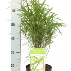 Smalbladige Vuilboom (Frangula Alnus 'Fine Line') -Tuin Stek Verkoop frangula alnus fine line 2