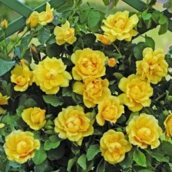 Klimroos (Rosa 'Golden Gate') -Tuin Stek Verkoop goldengate