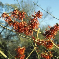 Toverhazelaar (Hamamelis Intermedia 'Diane') -Tuin Stek Verkoop haidiane 45 9