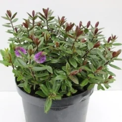 Hebe (Hebe Franciscana 'Blue Gem')