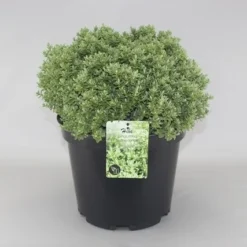 Hebe (Hebe Pinguifolia 'Sutherlandii')