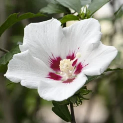 Altheastruik Op Stam (Hibiscus Syriacus 'Red Heart') -Tuin Stek Verkoop hibiscus redheartv01 1