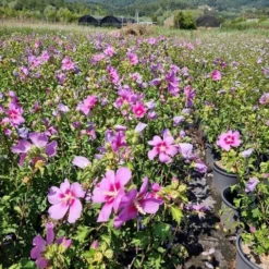 Altheastruik (Hibiscus Syriacus 'Rose Moon') -Tuin Stek Verkoop hibiscus rose moon 6