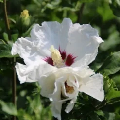 Altheastruik Op Stam (Hibiscus Syriacus 'Red Heart') -Tuin Stek Verkoop hibiscus syriacus red heart