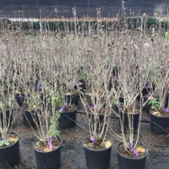 Altheastruik (Hibiscus Syriacus 'Purple Ruffles') -Tuin Stek Verkoop hibiscuspurpleruffles02