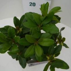 Rhododendron (Rhododendron 'Horizon Monarch') -Tuin Stek Verkoop hor. monarch c2 boven 1