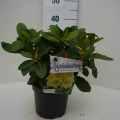 Rhododendron (Rhododendron 'Horizon Monarch') -Tuin Stek Verkoop hor. monarch c2 voor 1