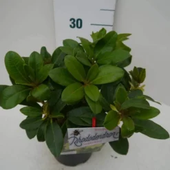 Rhododendron (Rhododendron 'Horizon Monarch') -Tuin Stek Verkoop hor. monarch c2 zij 1