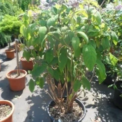 Fluweelhortensia (Hydrangea Aspera 'Macrophylla') -Tuin Stek Verkoop hydrangea aspera macrophylla 125 150 175 c50