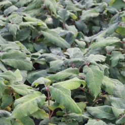 Fluweelhortensia (Hydrangea Aspera 'Macrophylla') -Tuin Stek Verkoop hydrangea aspera macrophylla 1