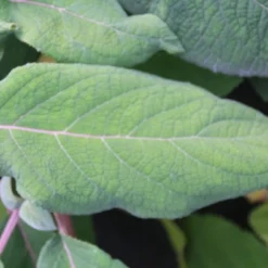 Fluweelhortensia (Hydrangea Aspera 'Macrophylla') -Tuin Stek Verkoop hydrangea aspera macrophylla 2