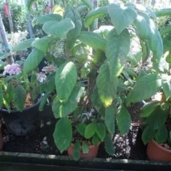 Fluweelhortensia (Hydrangea Aspera 'Sargentiana') -Tuin Stek Verkoop hydrangea aspera sargentiana 60 80 100 c15