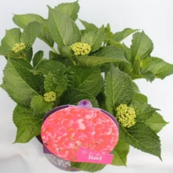 Hortensia Rood (Hydrangea 'Forever&Ever') 10 Hortensia Rood (Hydrangea 'Forever&Ever') -Tuin Stek Verkoop hydrangea forever ever red hoek bewerkt