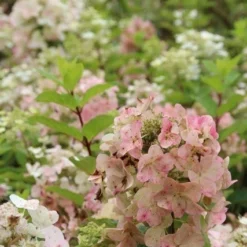 Pluimhortensia (Hydrangea Paniculata 'Unique') -Tuin Stek Verkoop hydrangea paniculata unique 1