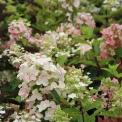 Pluimhortensia (Hydrangea Paniculata 'Unique') -Tuin Stek Verkoop hydrangea paniculata unique 3