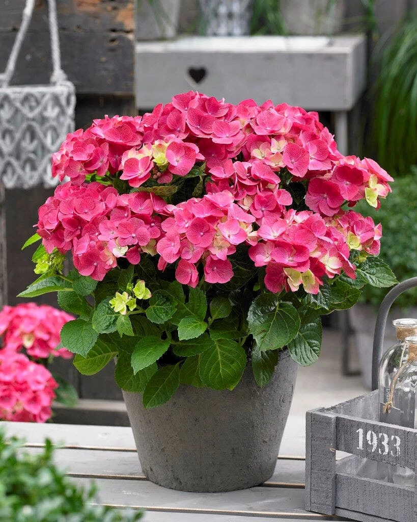 Hortensia Rood (Hydrangea 'Forever&Ever') 1 Hortensia Rood (Hydrangea 'Forever&Ever')