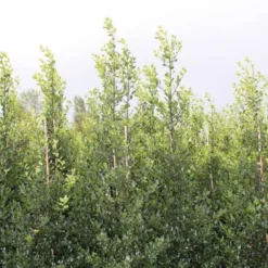 Hulst (Ilex Aquifolium 'Alaska') 9 Hulst (Ilex Aquifolium 'Alaska') -Tuin Stek Verkoop ilex a alaska 150 175