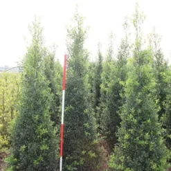 Hulst (Ilex Aquifolium 'Alaska') 11 Hulst (Ilex Aquifolium 'Alaska') -Tuin Stek Verkoop ilex a alaska 200 225